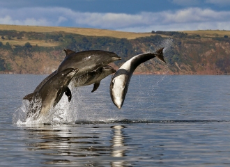 Image of bottlenose dolphins in the Moray Firth, Scotland